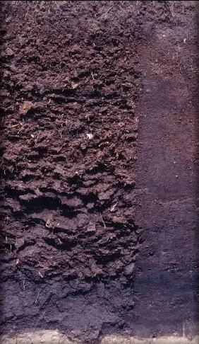 Histosol profile: black, crumbly organic muck