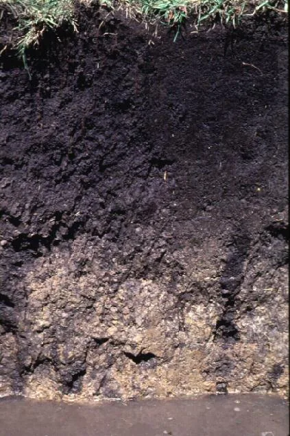 Drummer soil profile: deep black prairie loam over glacial till