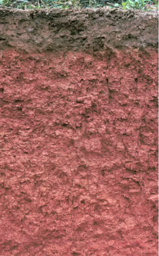 Cecil soil profile: brick-red Piedmont clay subsoil under a thin brown surface layer