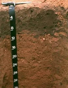 Downer soil profile: reddish sandy loam horizon with a depth scale
