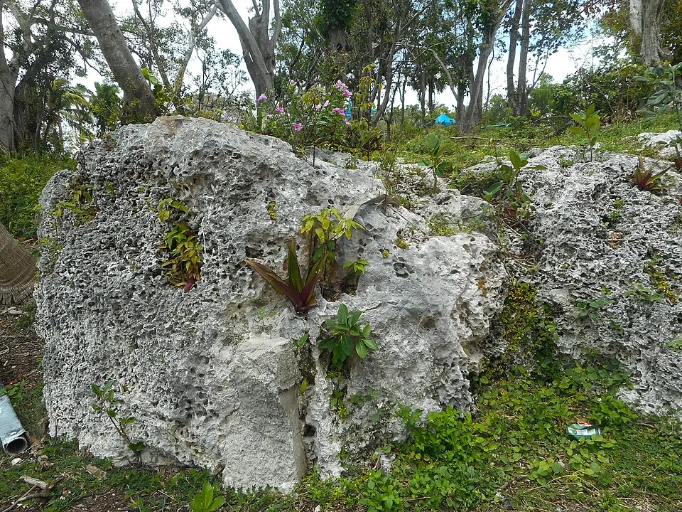 Porous shell-and-coral limestone outcrop with plants rooting in its pockets, Miami Rock Ridge