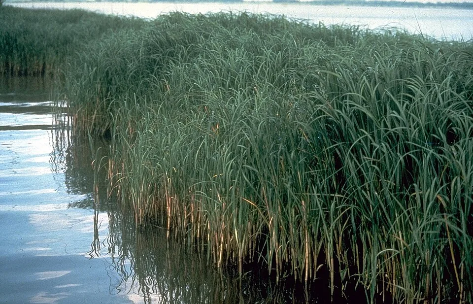 Salt-marsh cordgrass standing in brackish water at a tidal marsh edge