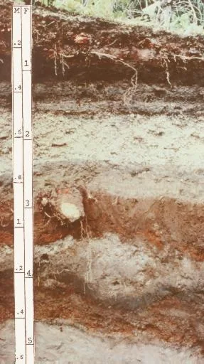 Andisol profile: layered volcanic-ash soil with a depth scale